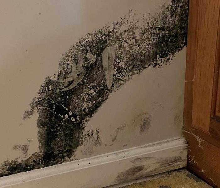 Pictured is black mold spreading on a customers basement wall.